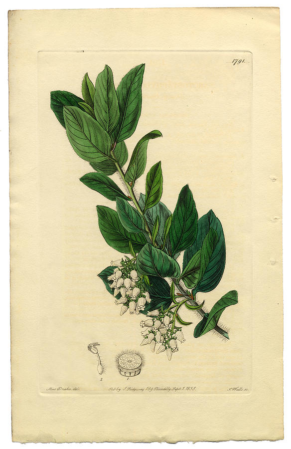 Arctostaphylos tomentosa Victorian Botanical Illustration, Downy Bearberry, Bearberry, 1835 Drawing by Craig McCausland
