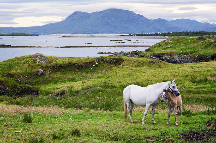 Ardnagreevagh, the horses of Connemara Photograph by Aurélien Pottier