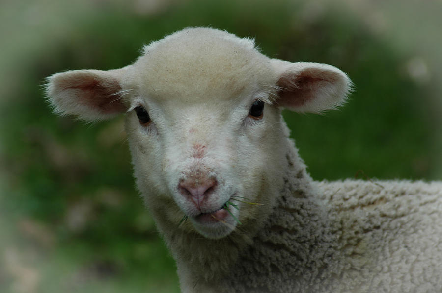 Are Ewe... Photograph by Mike Martin