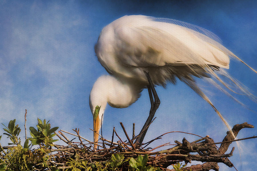 Egret Photograph - Are They Going To Hatch Soon by Deborah Benoit