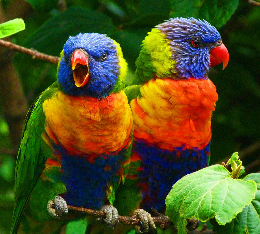 Parrot Photograph - Are You Listening - Rainbow Lorikeets by Margaret Saheed