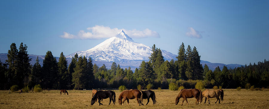 Nature Photograph - Area Around Black Butte Ranch In Oregon by Jan Sonnenmair
