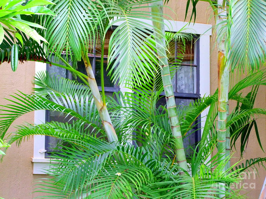 Areca Palms And Lace Photograph