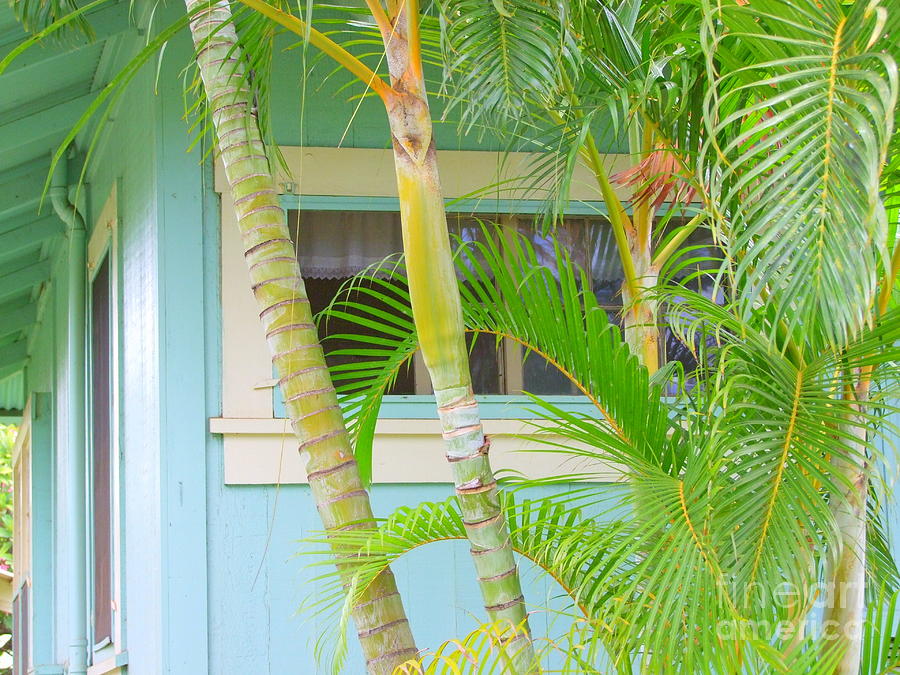 Areca Palms At The Window Photograph