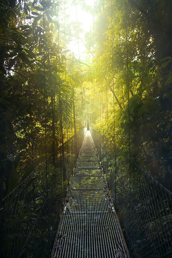 Arenal Hanging Bridges in Costa Rica Photograph by Istvan Kadar Photography
