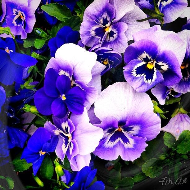 Arent These The Most Vibrant Purple Photograph by Felicia Luxama