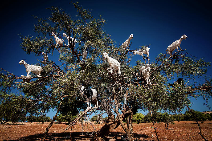 Goat Photograph - Argan Goats by Burak Senbak