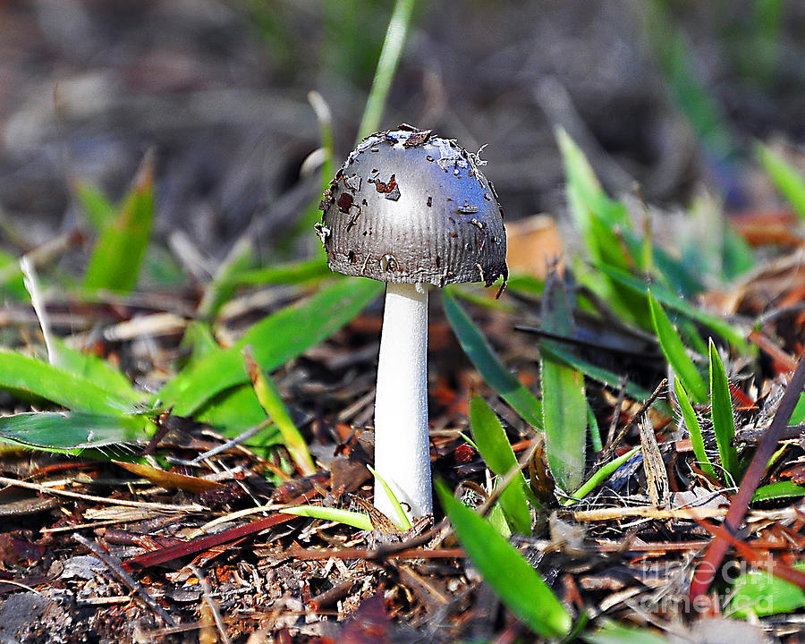 Argent Amanita Photograph by Al Powell Photography USA