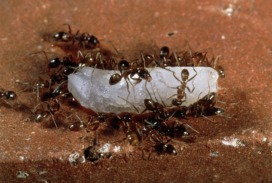 Argentine Ants (iridomyrmex Humilis) On Rice Grain Photograph by Pascal Goetgheluck/science Photo Library
