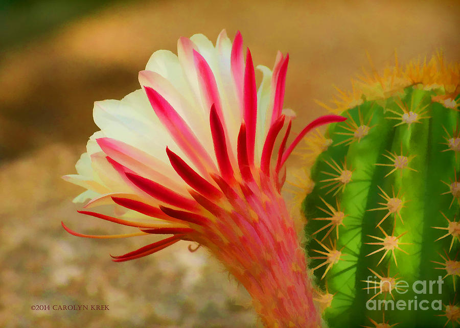 Argentine Cactus Bloom Photograph by Carolyn Krek - Fine Art America