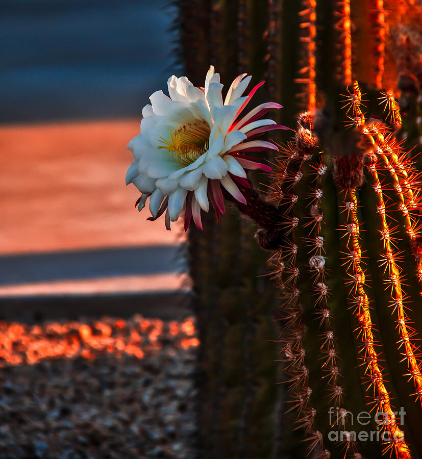 Flower Photograph - Argentine Cactus by Robert Bales
