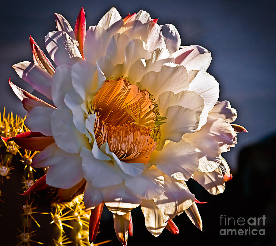Flower Photograph - Argentine Giant II by Robert Bales