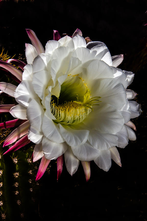 Flower Photograph - Argentine Giant by Robert Bales