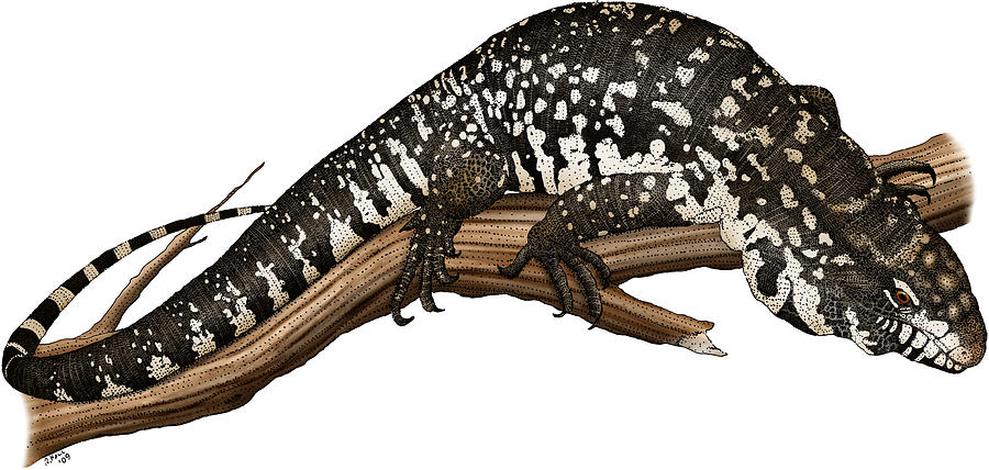 Argentine Giant Tegu Photograph by Roger Hall