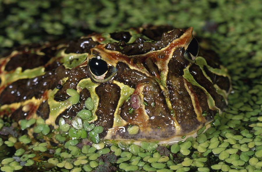 Argentine Horned Frog Photograph by F. Stuart Westmorland