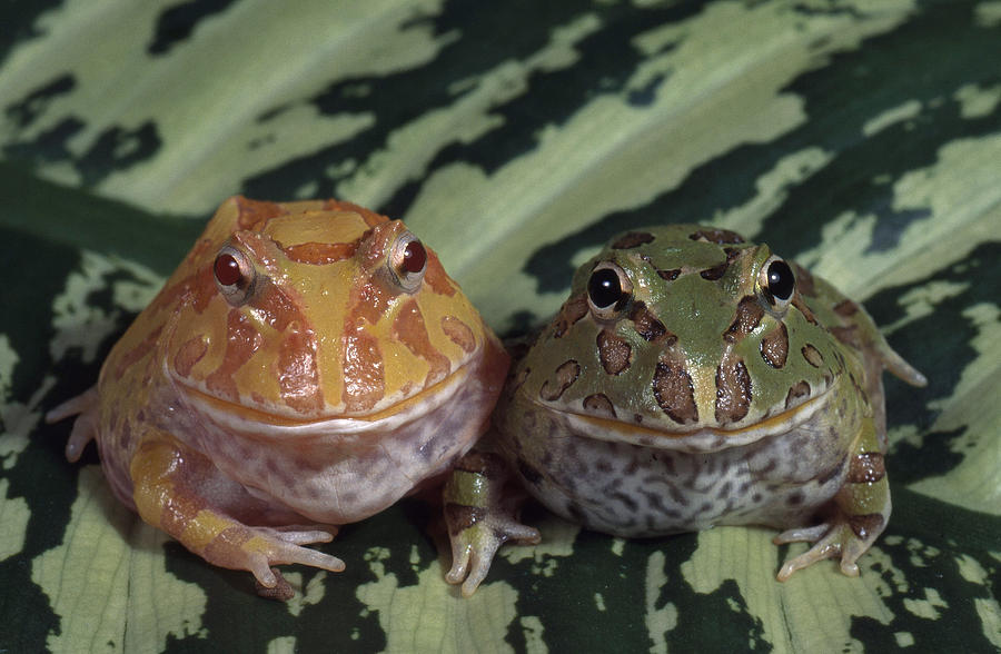 Argentine Horned Frogs Photograph by Craig K. Lorenz