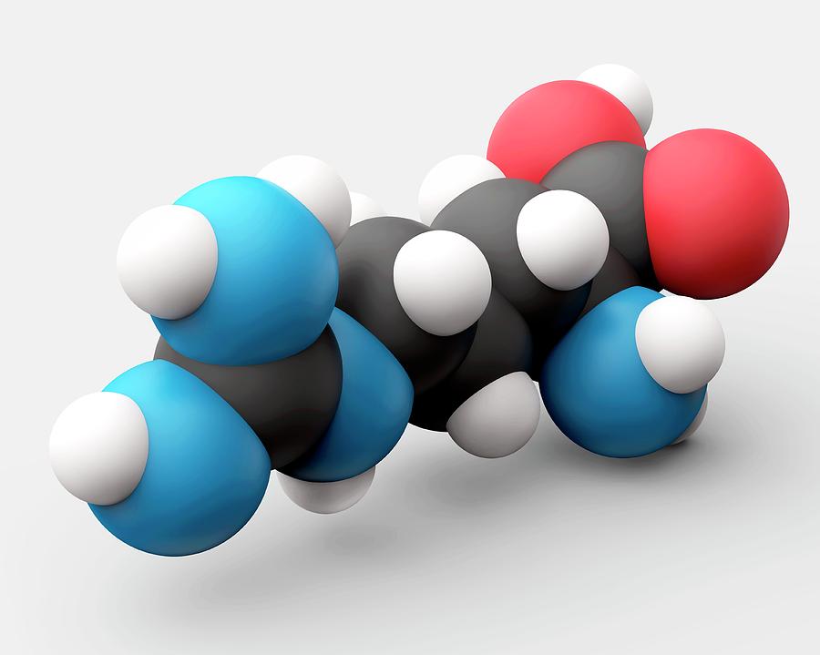 Arginine Amino Acid Molecule Photograph by Carlos Clarivan/science ...