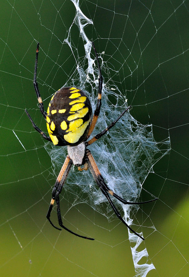 Spider Photograph - Argiope 3 by J Scott Davidson