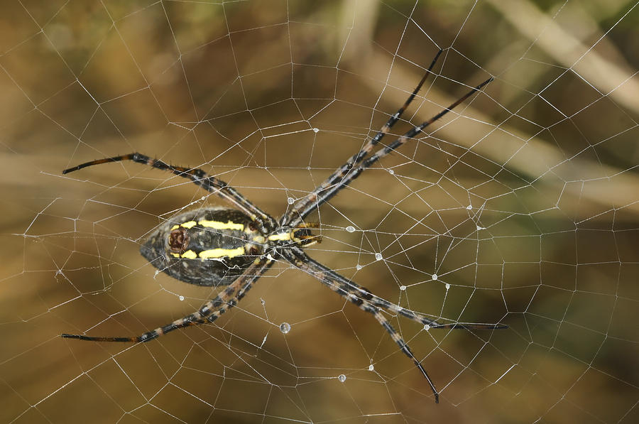 Argiope aurantia  Photograph by Gregory Scott
