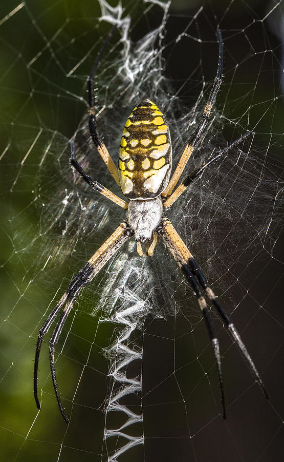 Argiope aurantia Spider Photograph by Steven Schwartzman