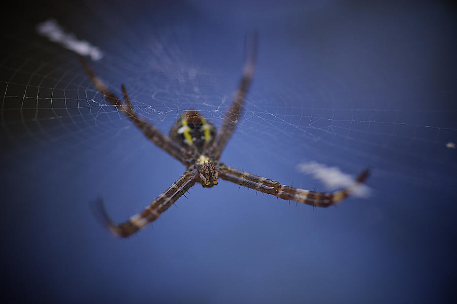 Argiope Spider Photograph by Arj Munoz