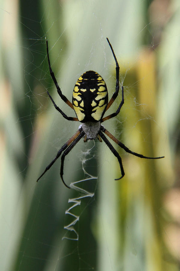 Argiope Spider Photograph by Doris Potter