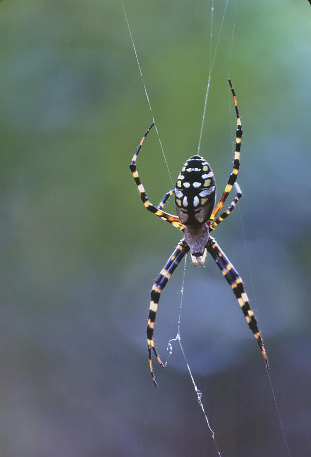 Argiope spider on web Photograph by Bradford Martin