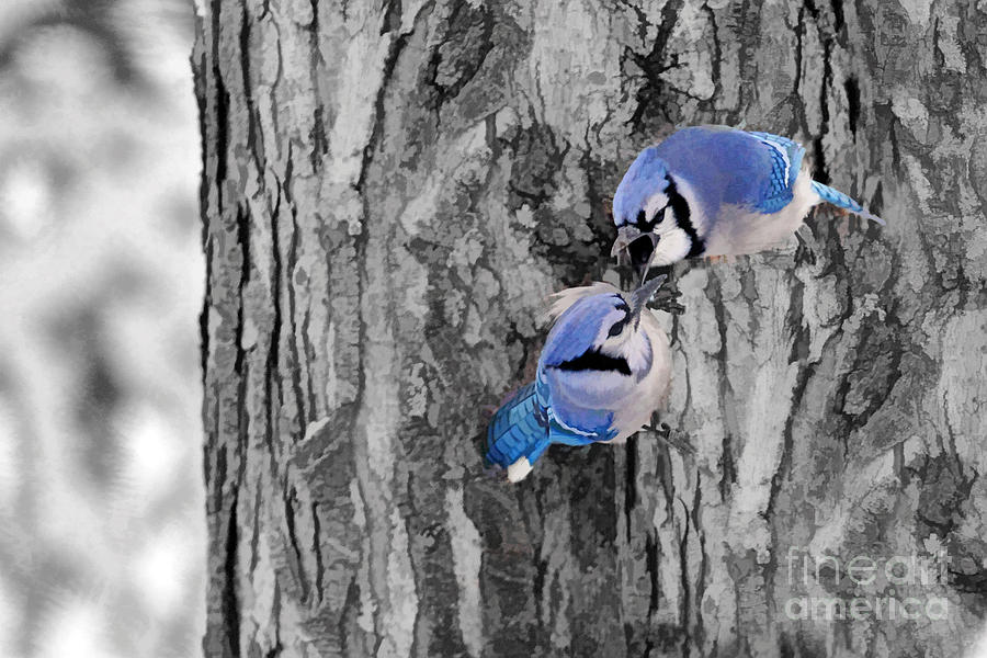Arguing blue jays Photograph by Dan Friend