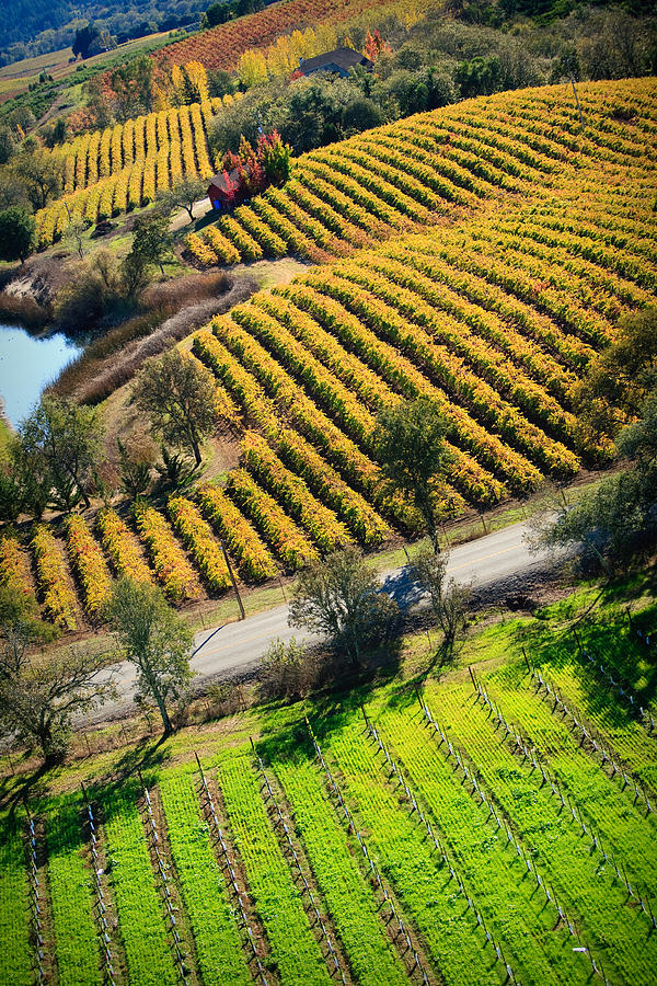 Wine Photograph - Arial Golden Vineyards by Kathy Sidjakov