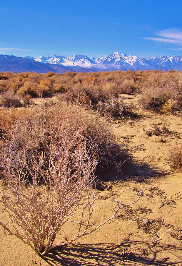 Arid Beauty Photograph by Marilyn Diaz - Fine Art America