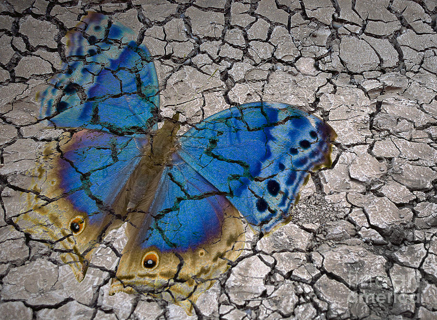 Arid Butterfly Photograph by Liz Leyden