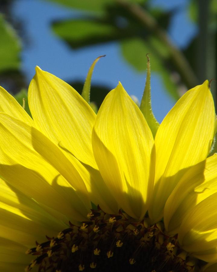 Sunflower Photograph - Arinniti by Elizabeth Sullivan