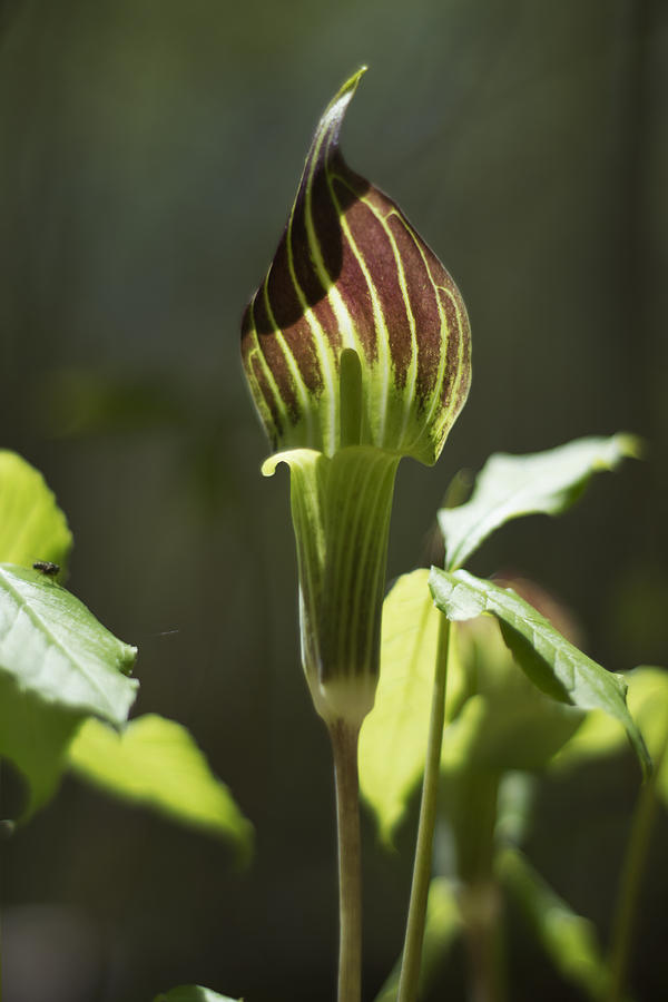 Arisaema triphyllum Jack-in-the-Pulpit Photograph by Rebecca Sherman