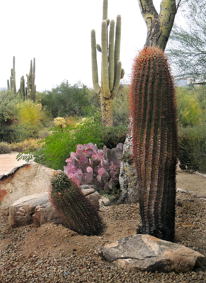 Arizona Accents Photograph by Gordon Beck - Fine Art America