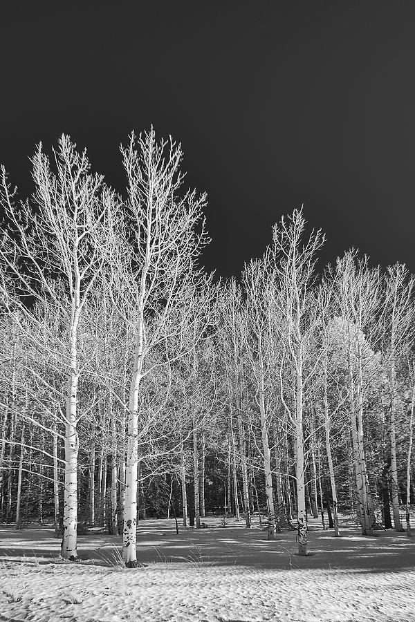 Arizona Aspens - Infrared by Michael Yeager Arizona Aspens - Infrared by Michael Yeager