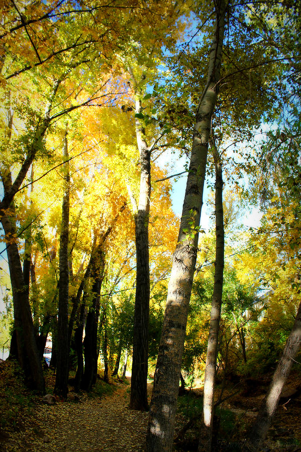 Arizona Autumn Hike Photograph by Aaron Burrows