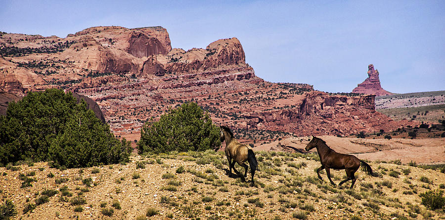 Horse Photograph - Arizona Beauties by Priscilla Burgers