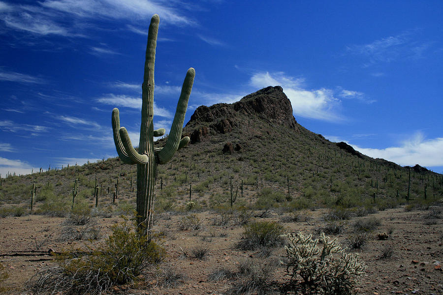 Arizona Cacti   Photograph by Scott Cunningham