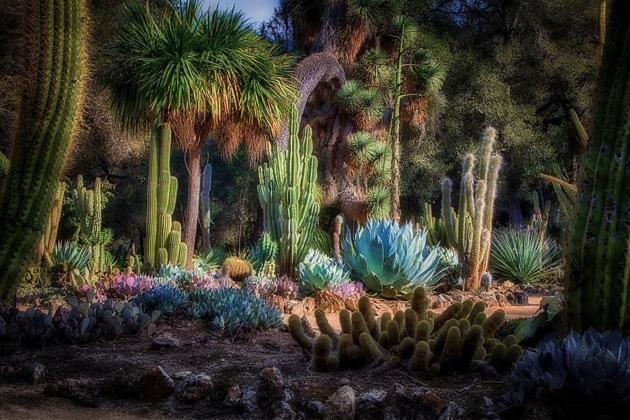Arizona Cactus Garden On The Grounds Of Standford University