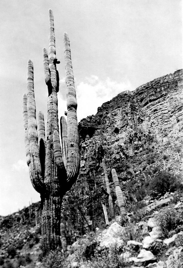 Arizona Cactus Photograph by Larry Ward