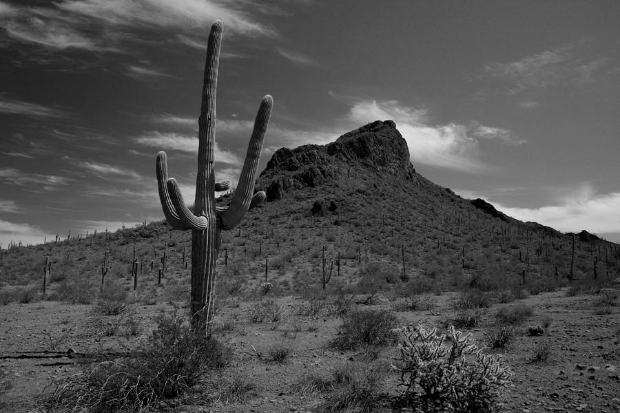 Arizona Cactus Photograph by Scott Cunningham