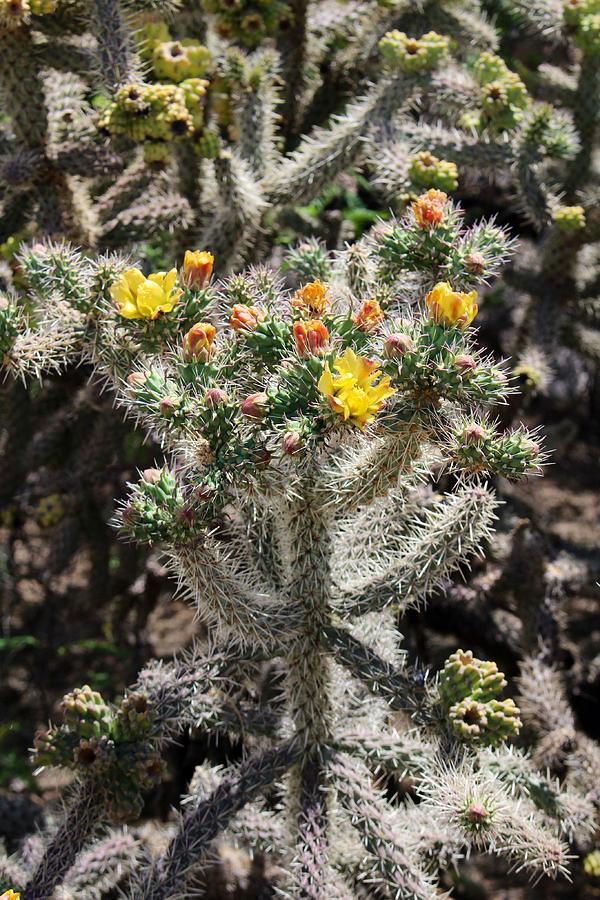 Arizona Cactus Photograph by Suzanne Lorenz