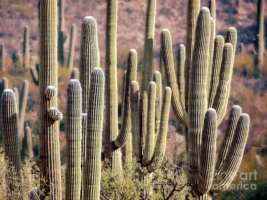 Arizona Cactus Thicket Photograph by Henry Kowalski