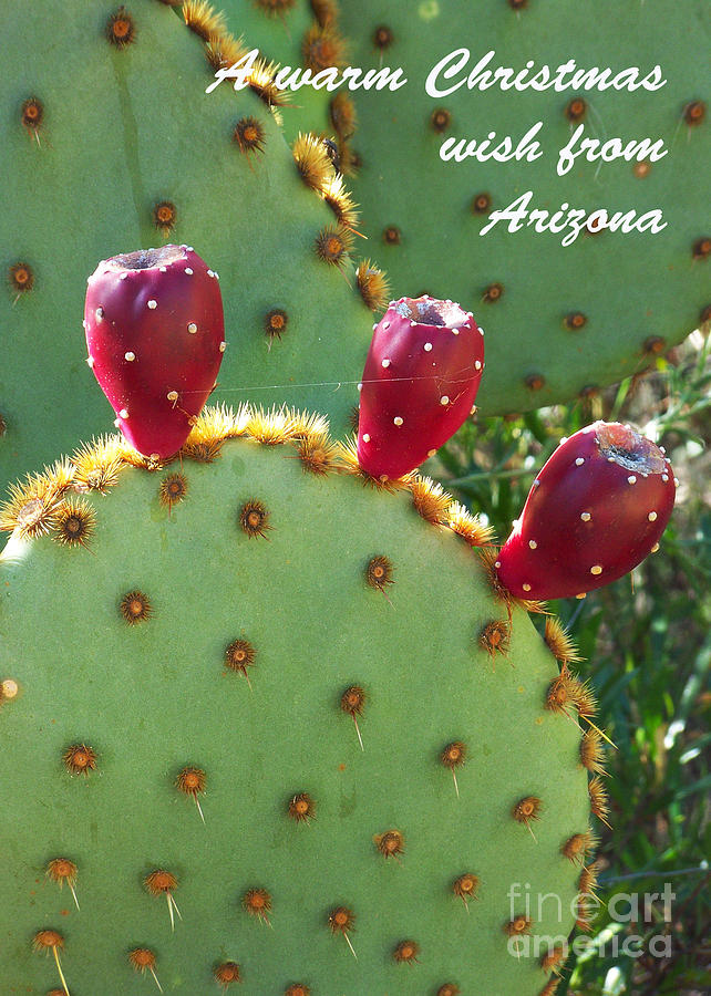 Arizona Card - Tuna on Nopal Photograph by Kathy McClure