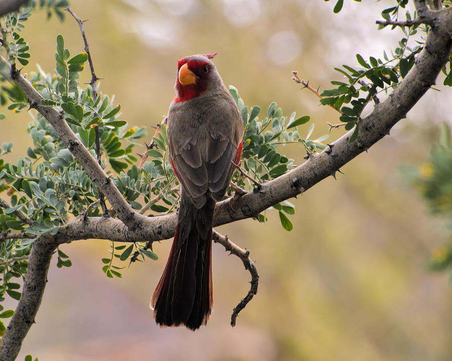 Arizona Cardinal Photograph by Lonnie Wooten - Fine Art America