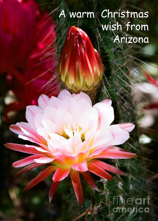 Arizona Christmas Card - Cactus flower and bud Pyrography by Kathy McClure