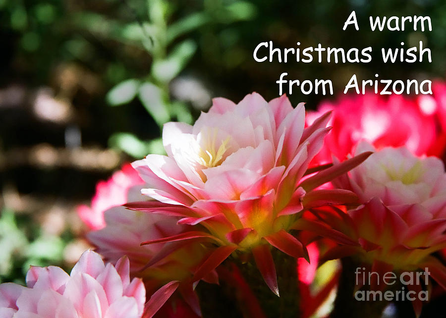 Arizona Christmas Card - Cactus flower Photograph by Kathy McClure
