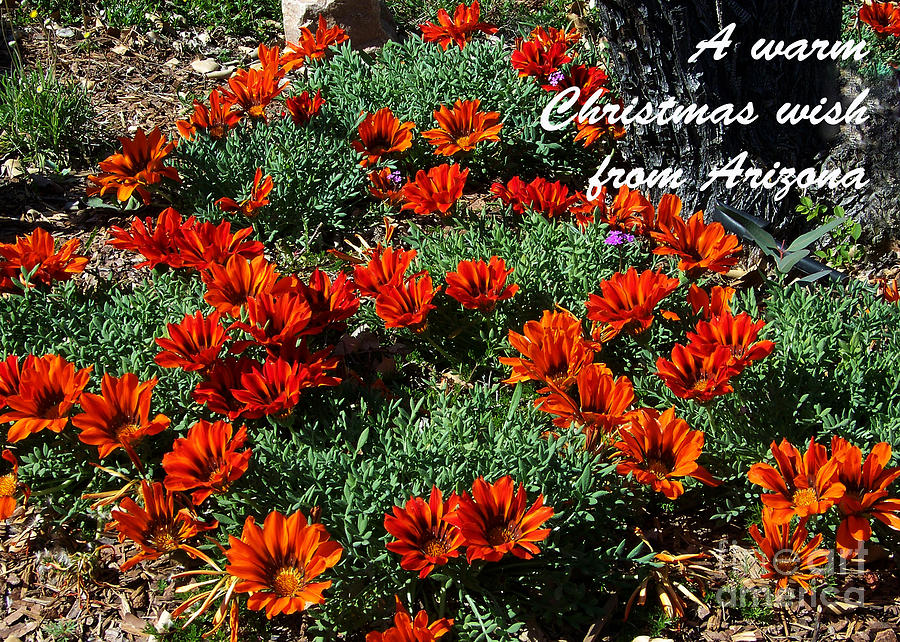 Arizona Christmas Card - Gazanias Photograph by Kathy McClure