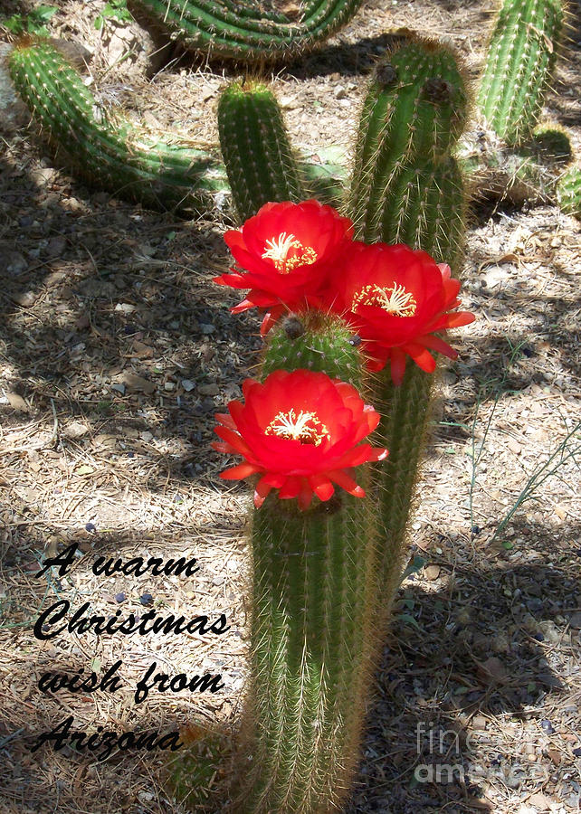 Arizona Christmas Card - June Moon Cactus Photograph by Kathy McClure