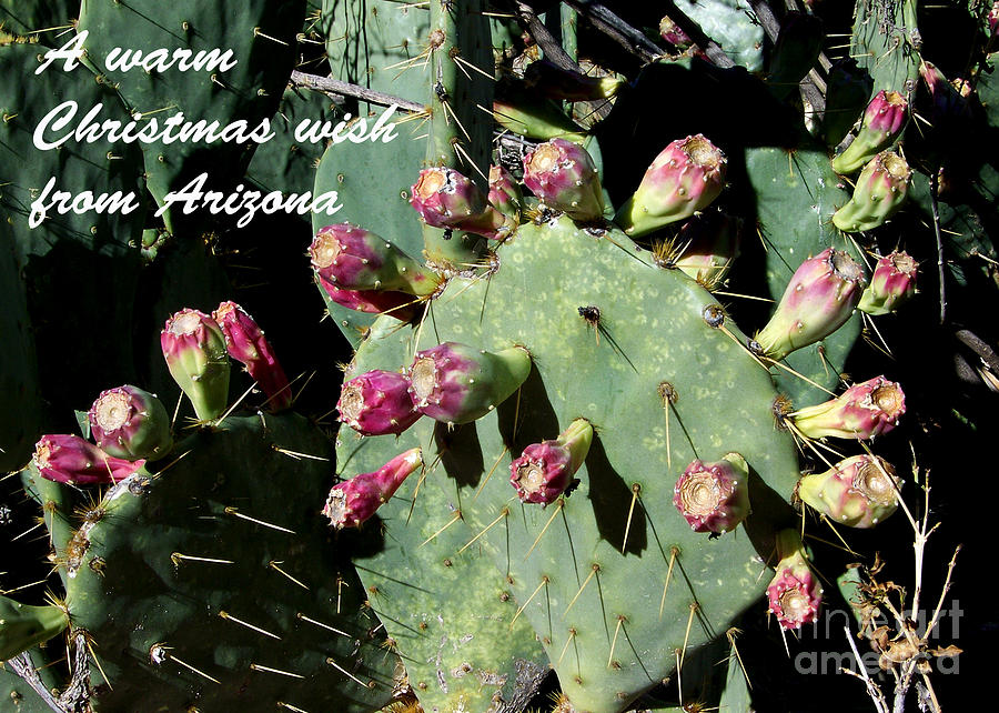 Arizona Christmas Card - Nopal with buds Photograph by Kathy McClure